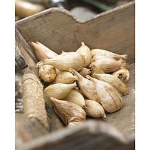 Freesias Double Blooming Mixed Set of 25 Bulbs