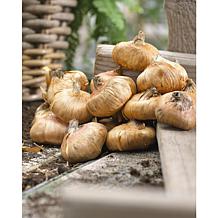 Gladiolus De Luxe Blend Set of 25 Bulbs