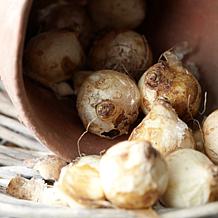 Grape Hyacinth Collection Set of 100 Bulbs