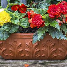 Hanging Basket Begonias Golden Balcony Set of 5 Bulbs