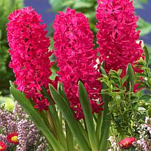 Hyacinths Jan Bos Set of 10 Bulbs