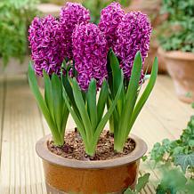 Hyacinths Purple Sensation Set of 10 Bulbs