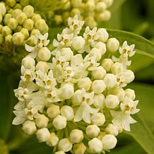 Ice Ballet Asclepias "Support The Monarchs" - Set of 3 Roots