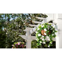 Improvements 11" Petunia Hanging Baskets - 2-pack