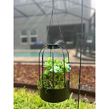 Improvements Solar Plant Lantern