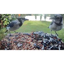 Improvements Solar Powered Smart Birdfeeder With Camera