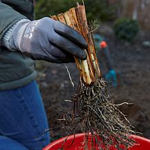 Iris Siberica Specialty Mixture 339 Set of 5 Roots