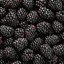 Leaf & Petal 1-Piece Everbearing Blackberry