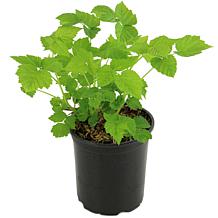 Leaf & Petal 1-Piece Everbearing Red Raspberry