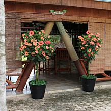 Leaf & Petal 1-Piece Peach Braided Hibiscus Tree