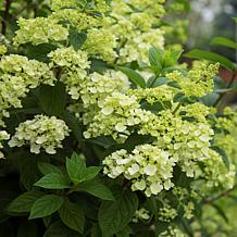 Leaf & Petal 1-Piece Strawberry Sundae Hydrangea