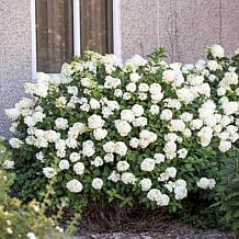 Leaf & Petal 1-Piece Strawberry Sundae Hydrangea