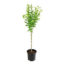 Leaf & Petal 1-Piece Sugar Tip Rose of Sharon Tree