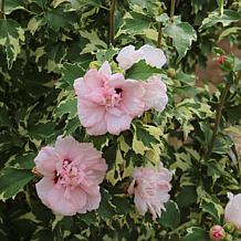 Leaf & Petal 1-Piece Sugar Tip Rose of Sharon Tree