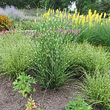 Leaf & Petal 2-Piece Bandwidth Dwarf Maiden Grass