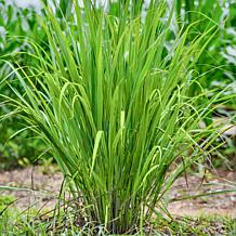 Leaf & Petal 2-Piece Lemon Grass