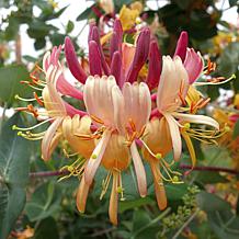 Leaf & Petal 2-Piece Peaches and Cream™ Honeysuckle