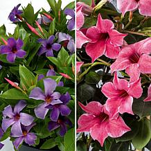 Leaf & Petal 2-piece Summer Trumpet Vine Duo