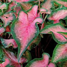 Leaf and Petal 2-Piece Sun Loving Caladium Duo