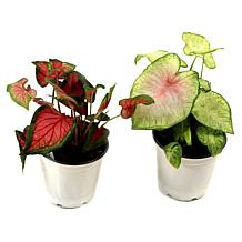 Leaf and Petal 2-Piece Sun Loving Caladium Duo