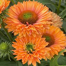 Leaf & Petal 2-Piece SunSeekers Pumpkin Pie Coneflower
