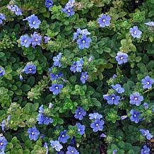 Leaf & Petal 3-piece Hawaiian Blue Eyes Plant