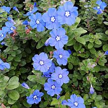 Leaf & Petal 3-piece Hawaiian Blue Eyes Plant