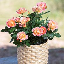 Leaf & Petal 3-Piece Peach Sunblaze Mini Rose