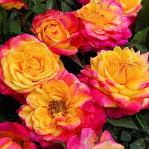 Leaf & Petal 3-piece Rainbow Surprise Mini Rose