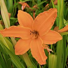 Leaf & Petal 4-Piece Tropical Glow Daylilies
