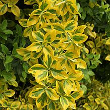 Leaf & Petal Golden Euonymus