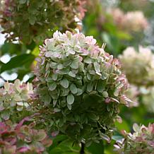 Leaf & Petal Little Hottie® Hydrangea