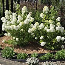 Leaf & Petal Little Hottie® Hydrangea