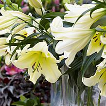 Lilies Big Brother Set of 7 Bulbs