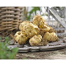 Lilies Mammoth Tall Lilies Empoli Set of 7 Bulbs