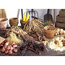 Lily Of The Valley Set of 10 Roots