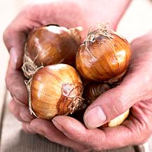 Mammoth Paperwhites Set of 6 Bulbs