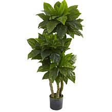 hemlock bonsai tree Moon Frost Canadian Hemlock