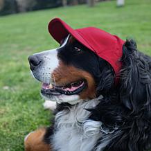 Officially Licensed NCAA Texas A&M Pet Baseball Hat