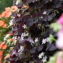 Oxalis Triangularis - 12 Bulbs