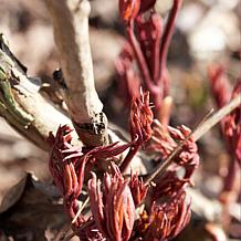 Peonies Karl Rosenfield Set of 3 Roots