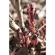 Peonies Sarah Bernhardt Set of 3 Roots