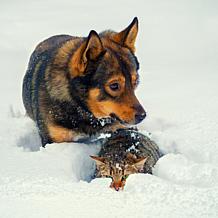 Pet Adobe 36" x 24" Self-Warming Thermal Dog Bed Gray