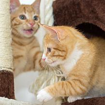 Pet Adobe 58.75" Cat Tree - 2 Condos, Scratching Posts, and Perches
