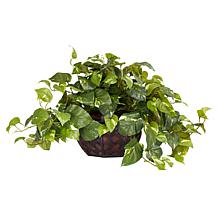 buy philodendron monstera Philodendron Pertusum Monstera Deliciosa
