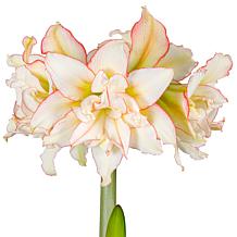 Premium Fast Track Amaryllis Bulb Set
