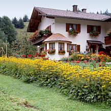 Rudbeckia Goldstrum - 5 Roots