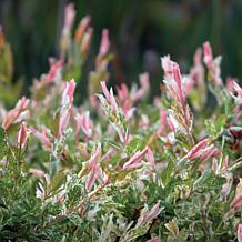 Salix Hakuro Nishiki 4" Potted Rocketliners®