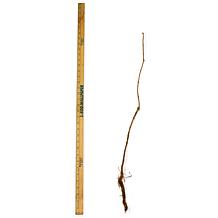 Trumpet Vine Orange Root Stock