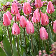 Tulips Cosmopolitan Set of 12 Bulbs